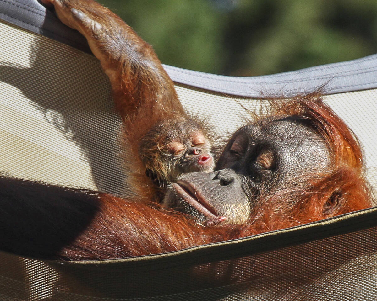 This undated photo provided by the Denver Zoo, shows Sumatran orangutan Eirina and her baby Sis ...