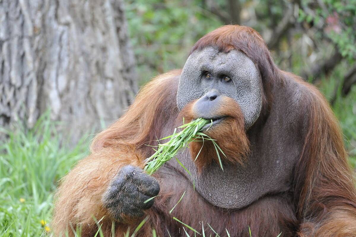 This undated photo, provided by the Denver Zoo, shows 30-year-old Sumatran orangutan Berani. Th ...