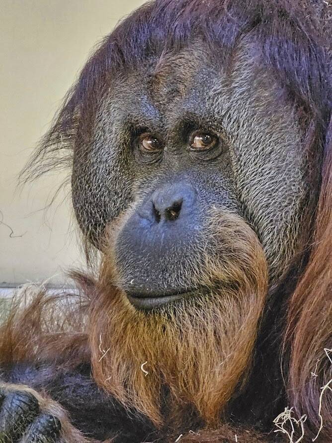 This undated photo, provided by the Denver Zoo, shows Sumatran orangutan Jaya. The zoo did a D ...