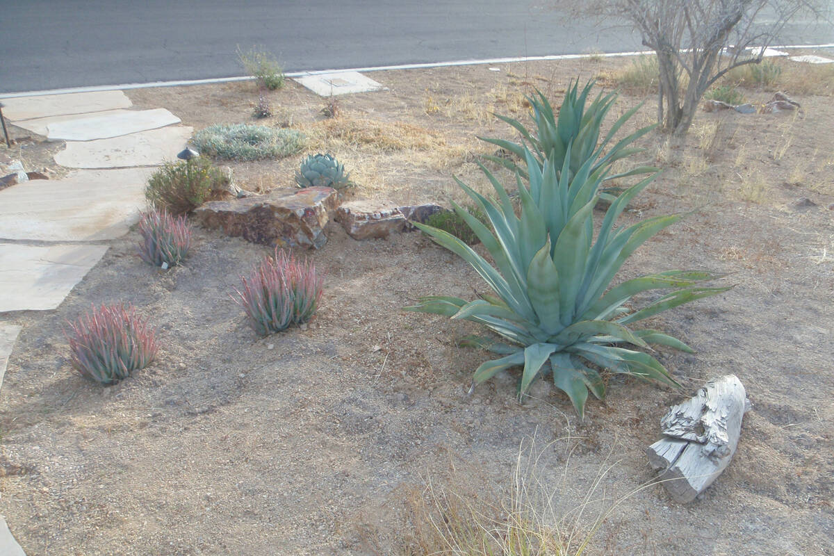 Aloe vera plants don't handle direct sunlight in the desert all that well, so it's best to plan ...