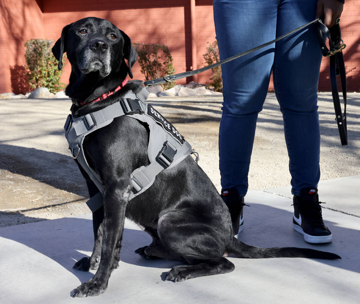 Therapy dog Eddie works with Clark County School District Police Department social worker Moniq ...