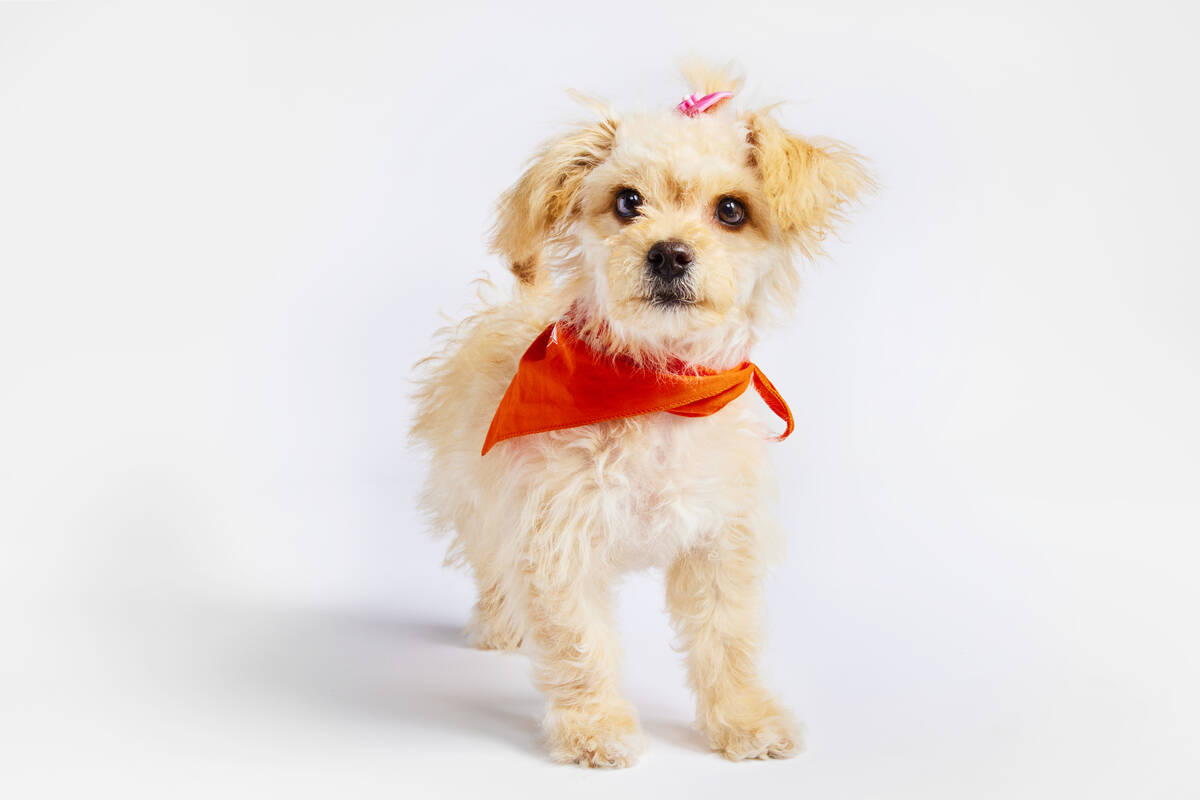 Lady Luck, an adoptable dog through the Nevada SPCA, is competing in the Puppy Bowl. (Animal Pl ...