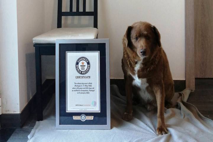This 2023 image provided by Guinness World Records shows Bobi in Conqueiros, Portugal. (Guinnes ...