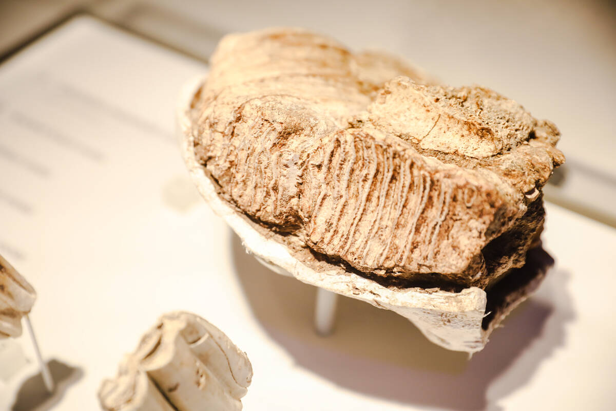 A Columbian mammoth molar on display in the visitor center at the new Ice Age Fossils State Par ...
