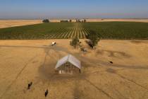 In this aerial photo is farmland in rural Solano County, Calif., Aug. 30, 2023. The people behi ...