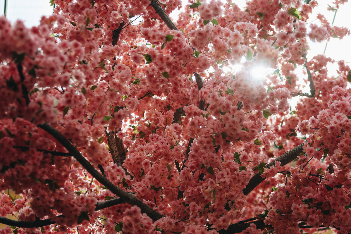 Cherry blossoms are seen at a Chinese New Year themed display is seen at the Bellagio Conservat ...