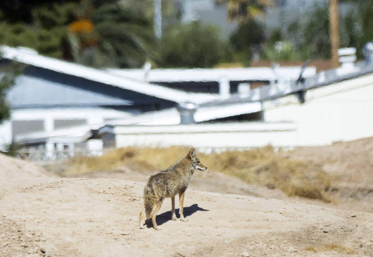 A coyote is seen on Monday, May 9, 2022, at the former Royal Links golf course where Touchstone ...