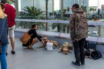 A woman stops to pet a dog wearing sunglass as panhandlers and performers occupy spots along th ...