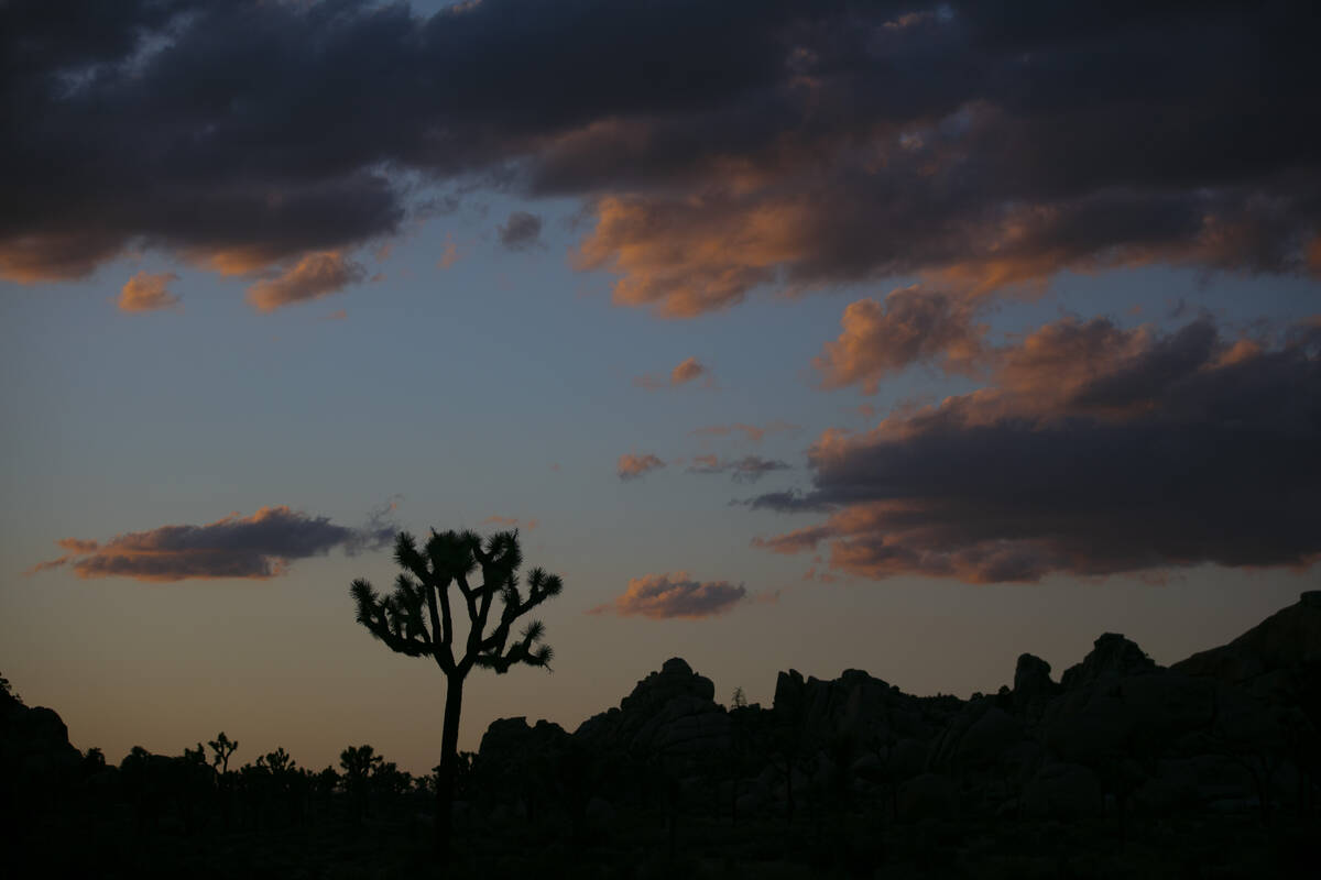 A Joshua tree is silhouetted against the sky at Joshua Tree National Park in California on May ...