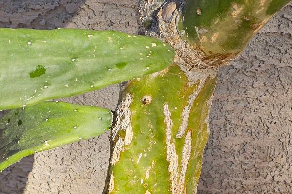 Suberin rash developing on older growth of a cactus. (Bob Morris)