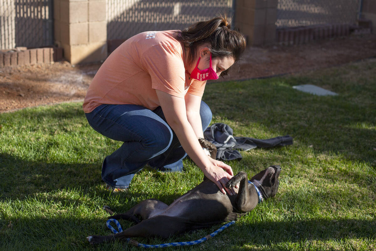 FILE - Precious lays down for a post-meal belly rub from Barx Park owner Jen Fleet at City of H ...