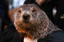 Groundhog Club handler A.J. Dereume holds Punxsutawney Phil, the weather prognosticating ground ...