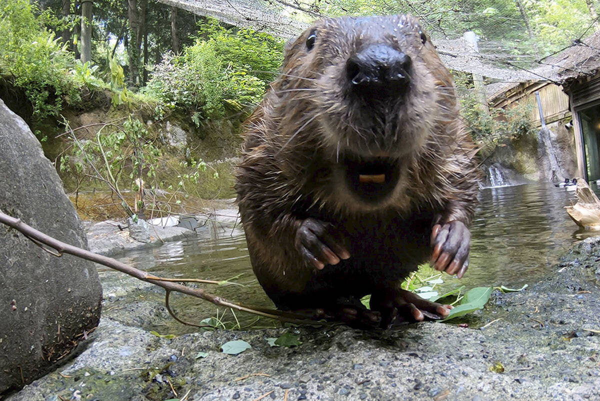 This undated image made from video provided by the Oregon Zoo shows Filbert the beaver in Portl ...