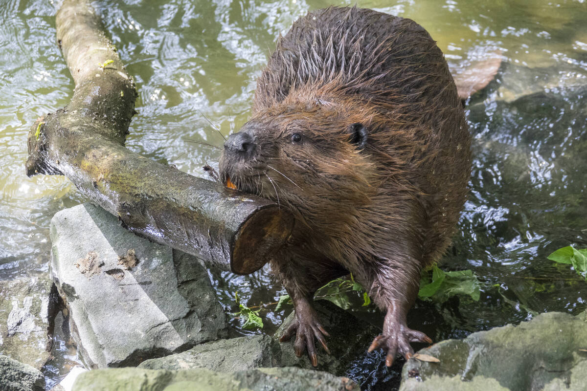 This undated image provided by the Oregon Zoo shows Filbert the beaver in Portland, Ore. (Orego ...