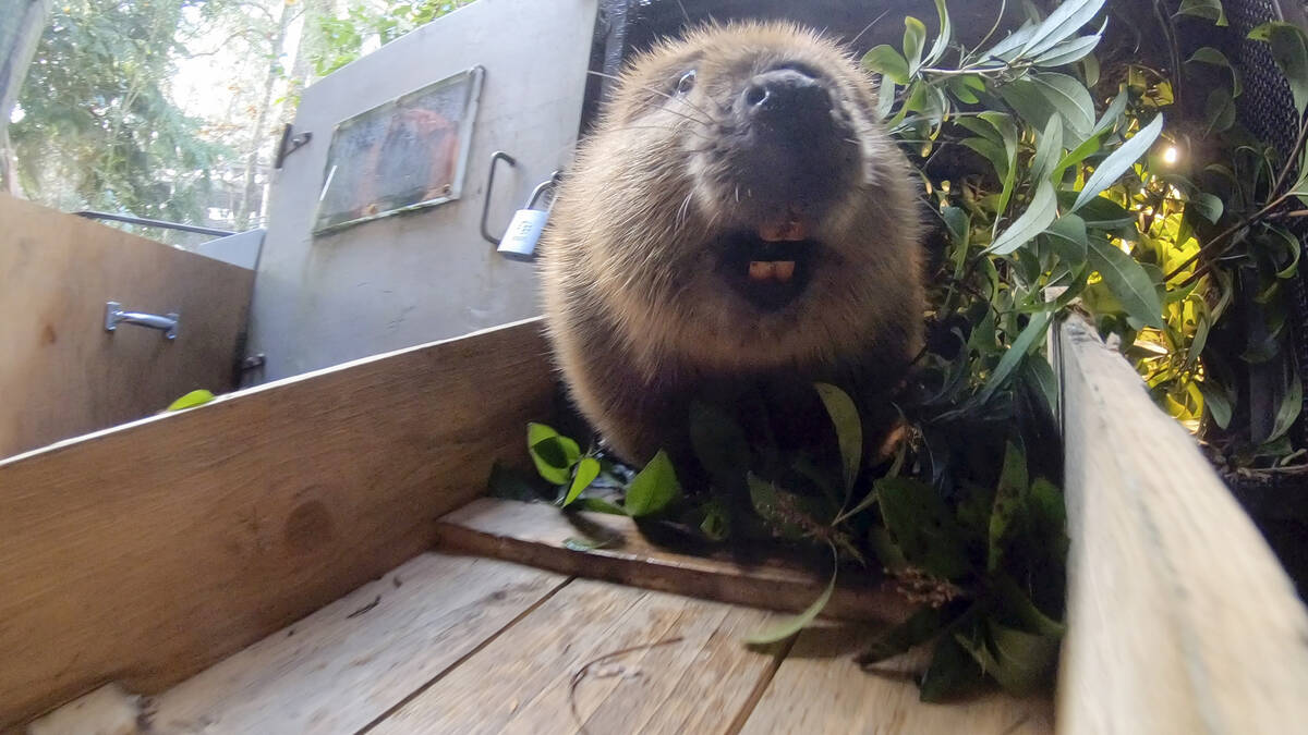 This undated image made from video provided by the Oregon Zoo shows Filbert the beaver at the e ...