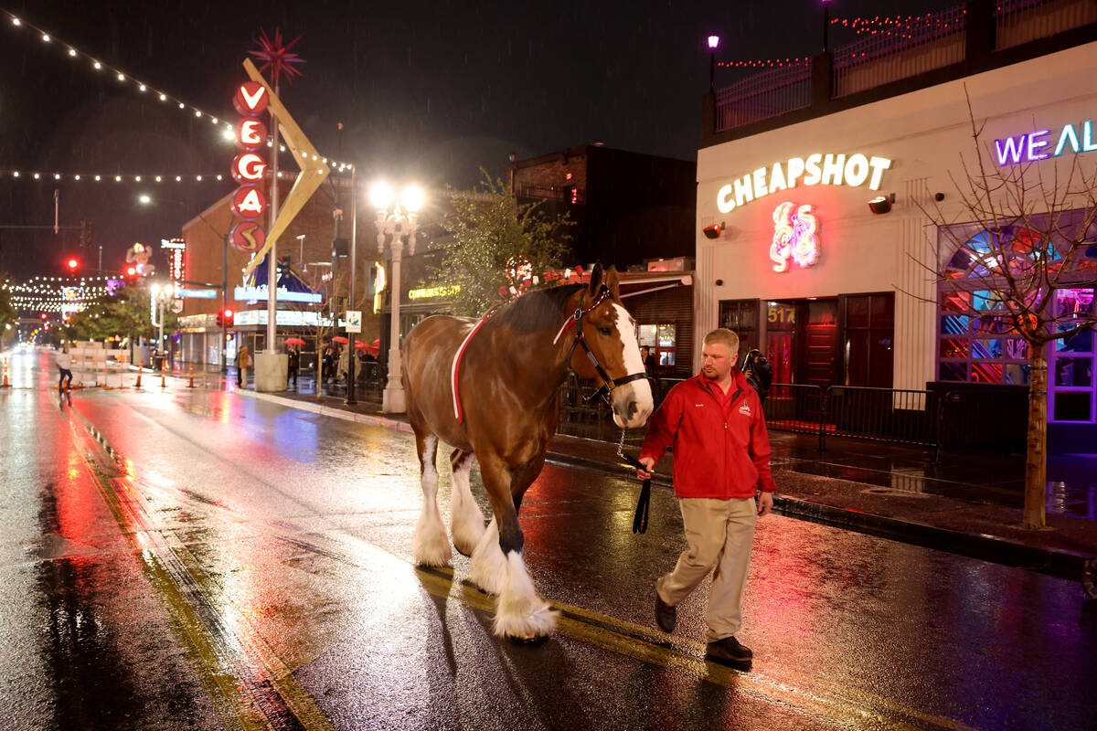 A Budweiser Clydesdales makes it’s way down East Fremont Street in downtown Las Vegas wi ...