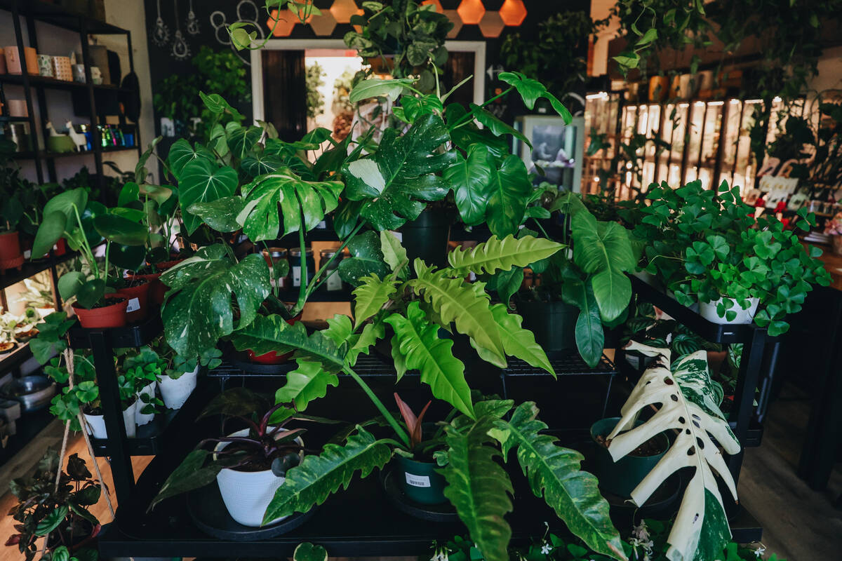 Rooting For You, a plant store, is seen on Friday, Feb. 16, 2024, in Las Vegas. (Madeline Carte ...