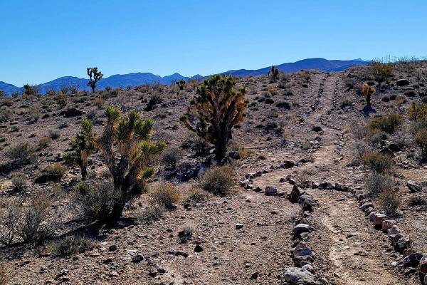 Joshua trees dot the hills between Upper Pahranagat Lake and the refuge’s visitor cente ...