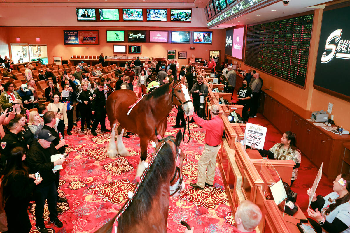 Two of the Budweiser Clydesdales, Red, center, and Robinson, below, “place a bet” ...