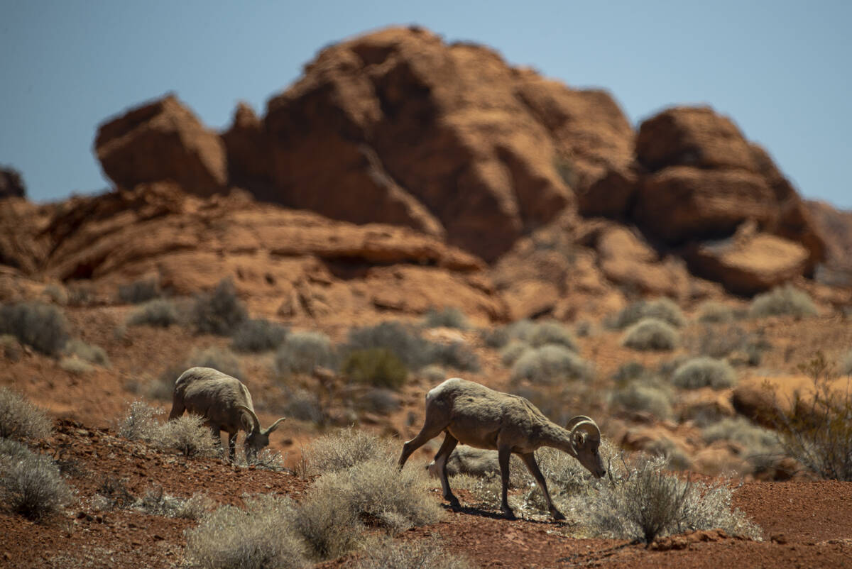 Bighorn sheep roam the land at Valley of Fire State Park on Tuesday, June 8, 2021. (Chase Steve ...