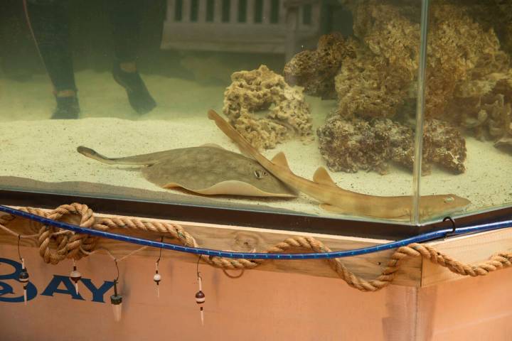 Charlotte, a round stingray, in an undated photo at the Aquarium and Shark Lab by Team ECCO in ...