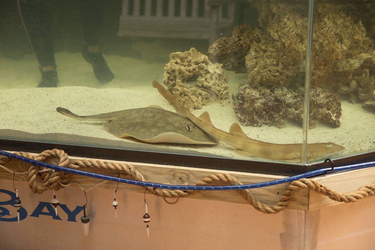 Charlotte, a round stingray, in an undated photo at the Aquarium and Shark Lab by Team ECCO in ...