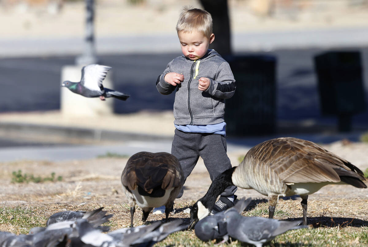 Tyler Hatch, 4, and his brother Colton (not seen), 2, feed birds at Aliante Natural Discovery P ...