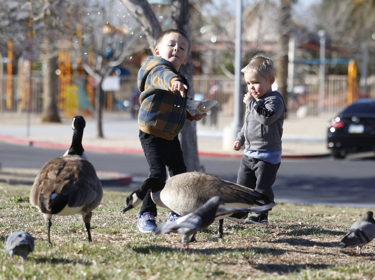 Tyler Hatch, 4, and his brother Colton, 2, feed birds at Aliante Natural Discovery Park during ...