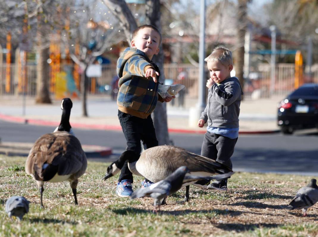 Tyler Hatch, 4, and his brother Colton, 2, feed birds at Aliante Natural Discovery Park during ...