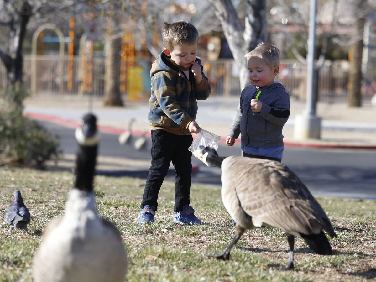 Tyler Hatch, 4, and his brother Colton, 2, feed birds at Aliante Natural Discovery Park during ...