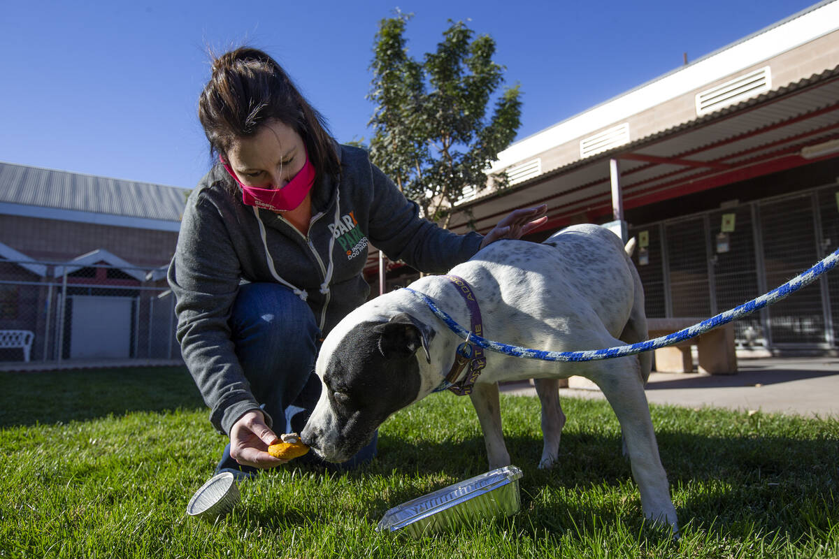 Jen Freet, owner of Barx Parx, feeds 8-year-old Rocky a "PUPSgiving" meal at the City of Hender ...