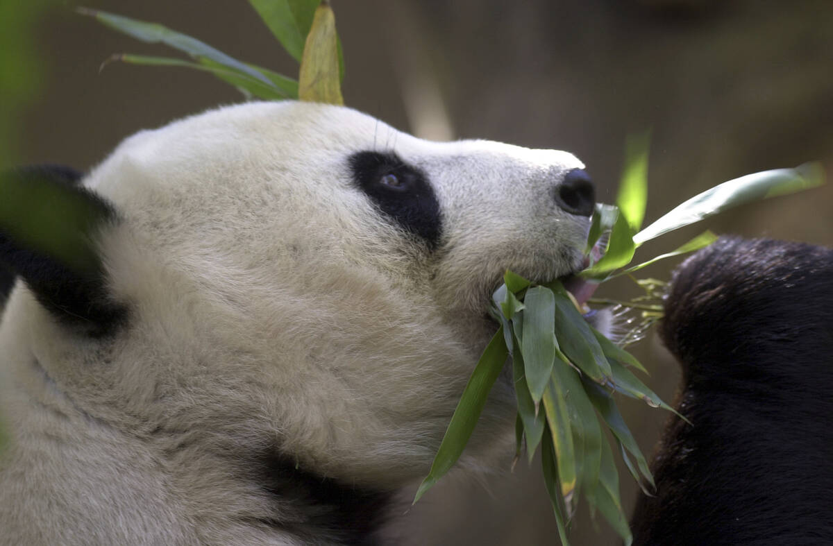 FILE - Bai Yun, the mother of newly named panda cub, Mei Sheng, gets a mouthful of bamboo durin ...