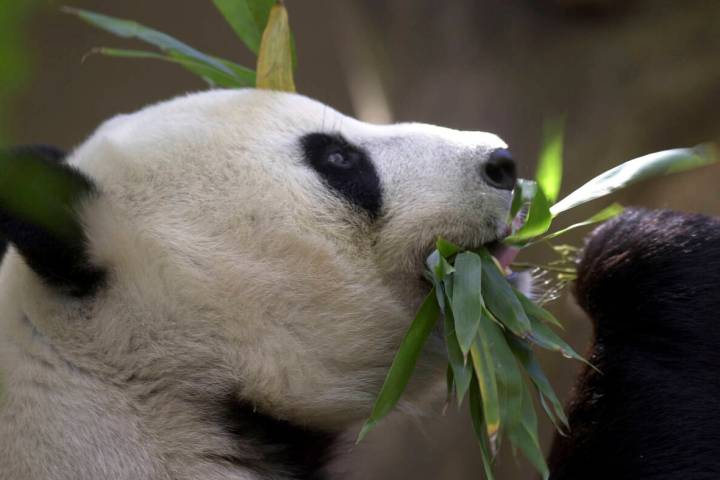 FILE - Bai Yun, the mother of newly named panda cub, Mei Sheng, gets a mouthful of bamboo durin ...