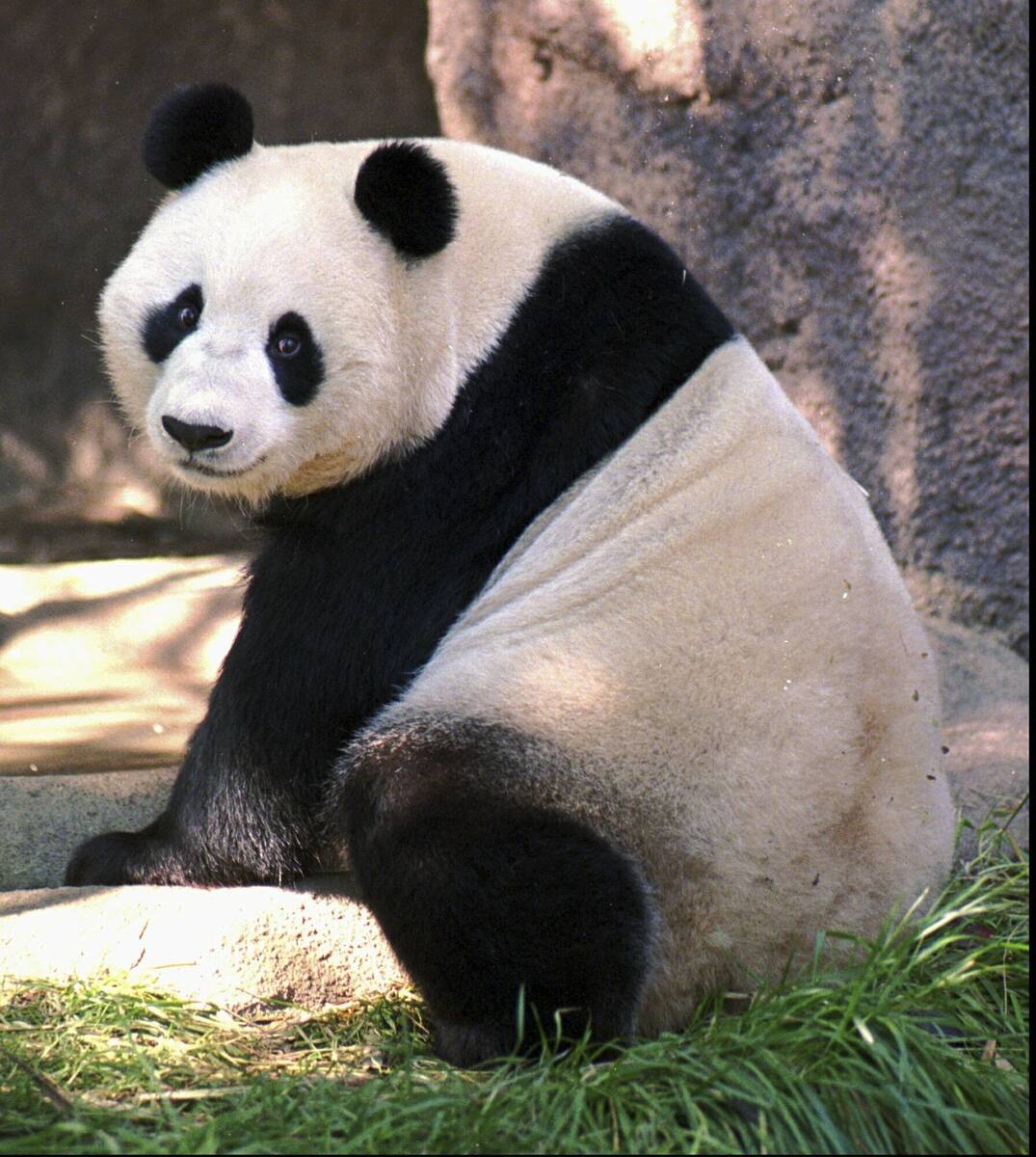 FILE--Bai Yun, one of two giant pandas on exhibit at the San Diego Zoo, looks towards the crowd ...