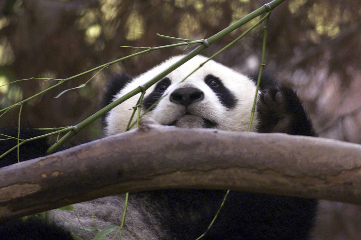 FILE - Hua Mei, the baby panda at the San Diego Zoo, peeks over a branch while enjoying a bambo ...