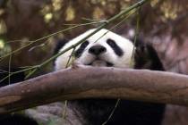 FILE - Hua Mei, the baby panda at the San Diego Zoo, peeks over a branch while enjoying a bambo ...