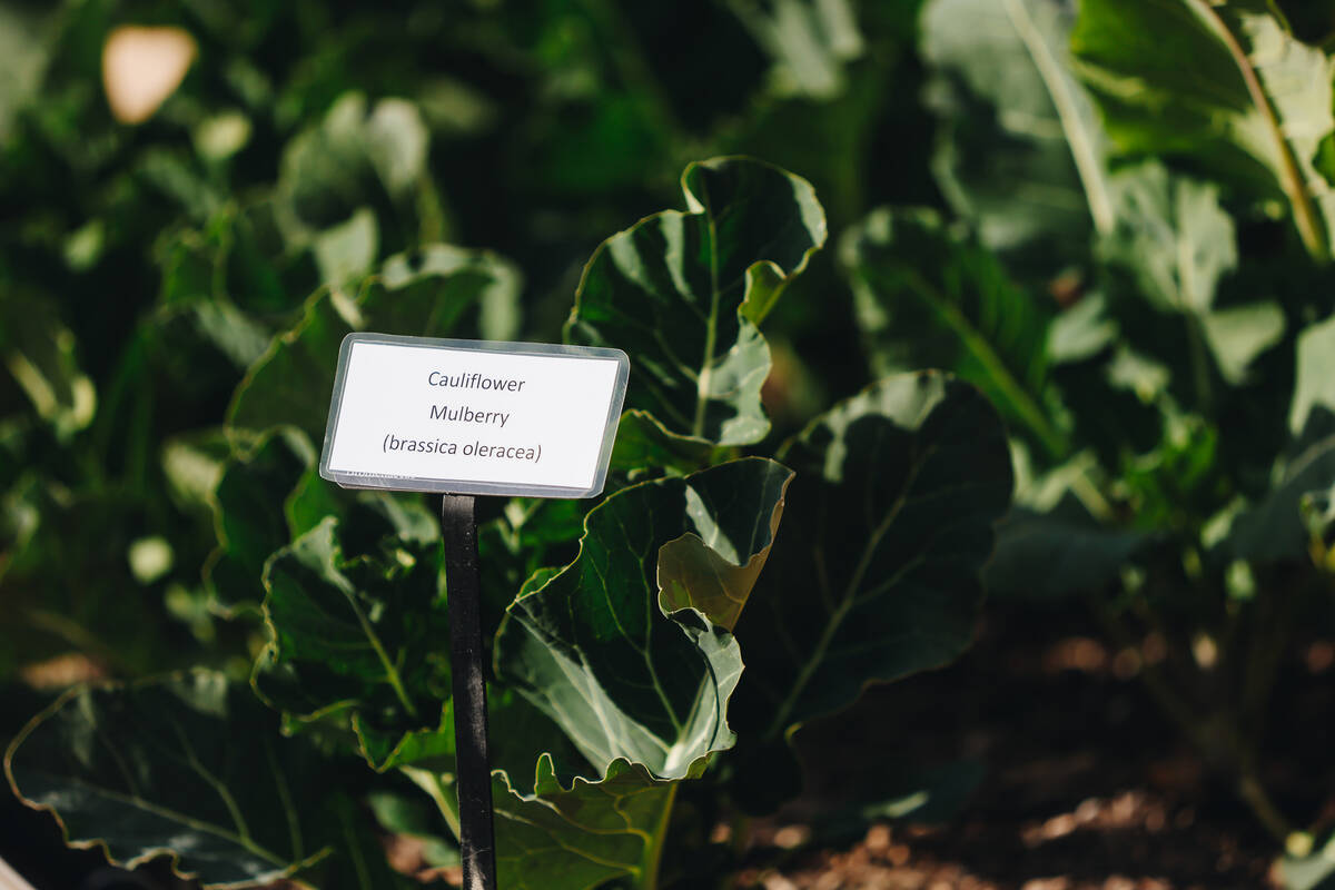 Plants being grown in the Teaching Garden are seen at Springs Preserve on Saturday, Feb. 24, 20 ...