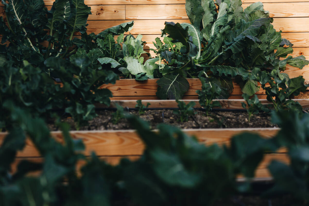 Plants being grown in the Teaching Garden are seen at Springs Preserve on Saturday, Feb. 24, 20 ...