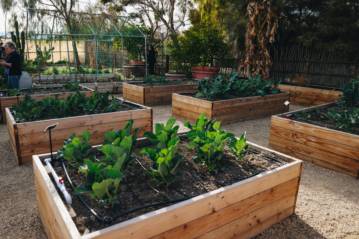 Plants being grown in the Teaching Garden are seen at Springs Preserve on Saturday, Feb. 24, 20 ...