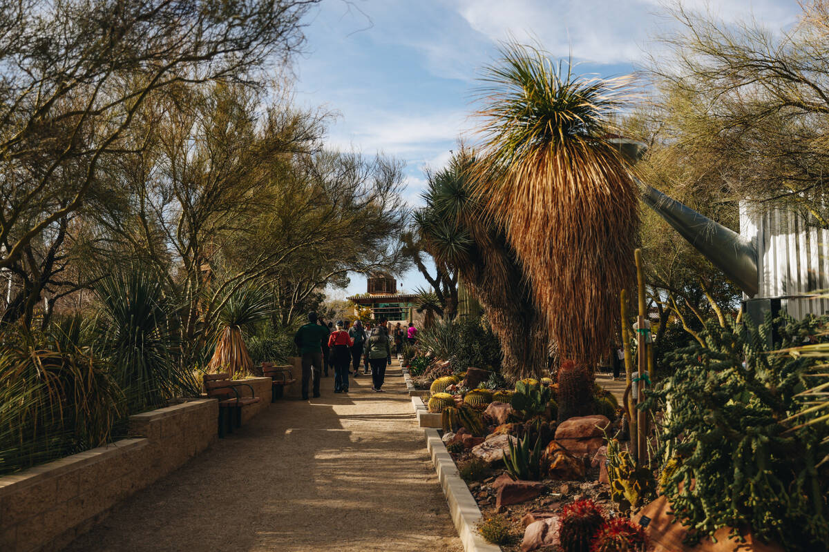 Plants being grown in the teaching garden are seen at Springs Preserve on Saturday, Feb. 24, 20 ...