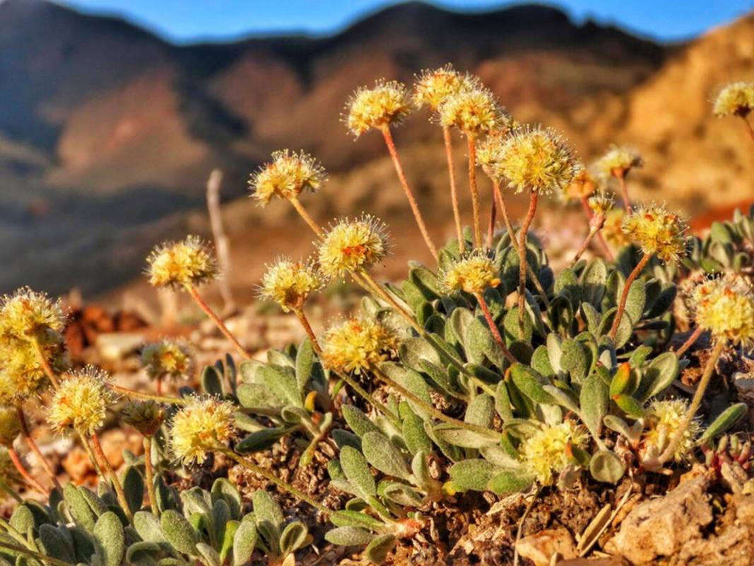 FILE - In this photo provided by the Center for Biological Diversity, Tiehm's buckwheat grows i ...