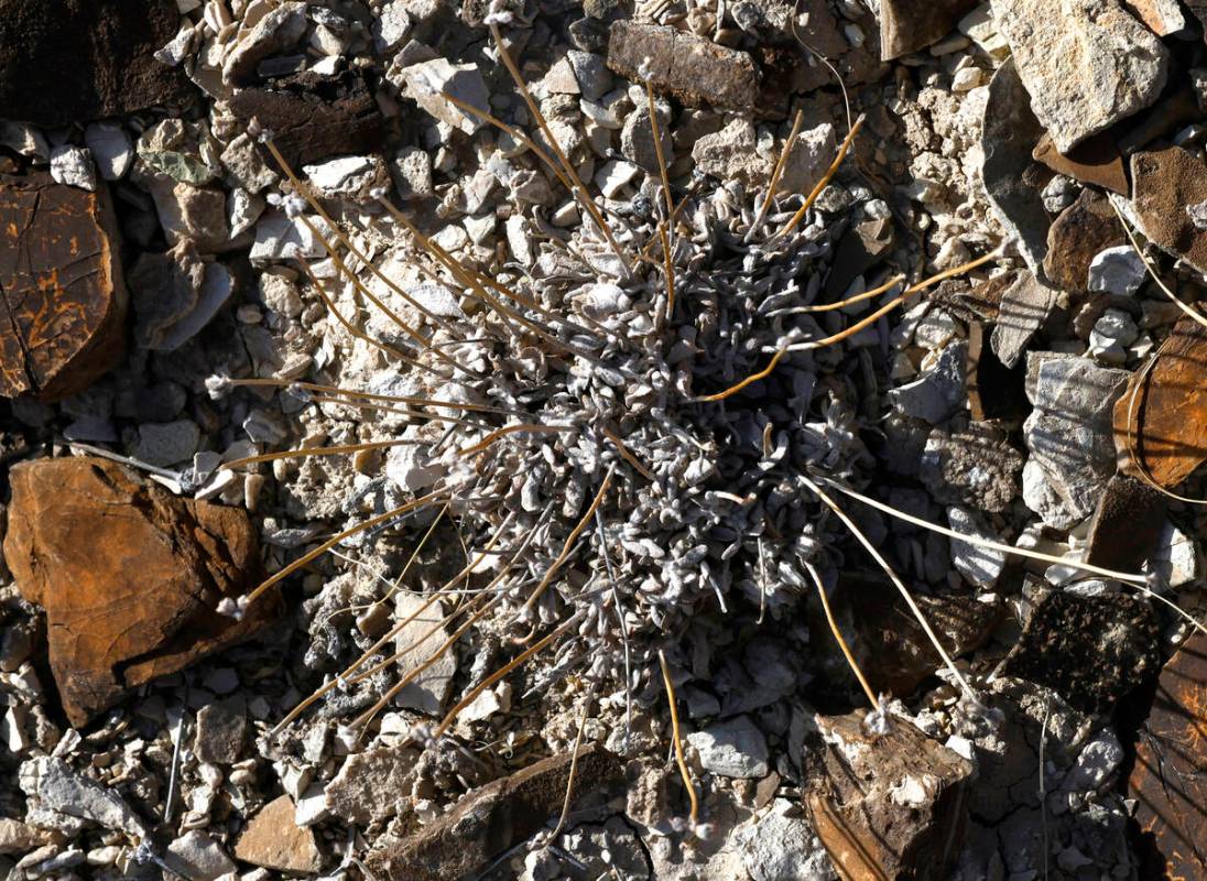 A dormant Tiehm's buckwheat, a small yellow flower that grows in lithium-rich Nevada soil, is s ...