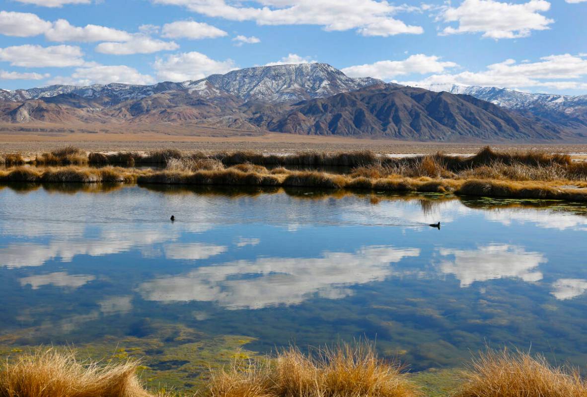 A pond from an old oil project near the Rhyolite Ridge lithium-boron mine project site, is seen ...