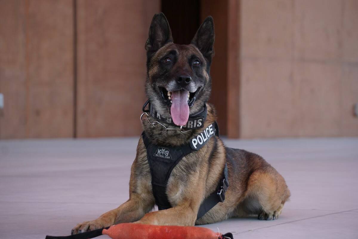 Retired North Las Vegas police K9 Boris (Courtesy North Las Vegas Police Department)