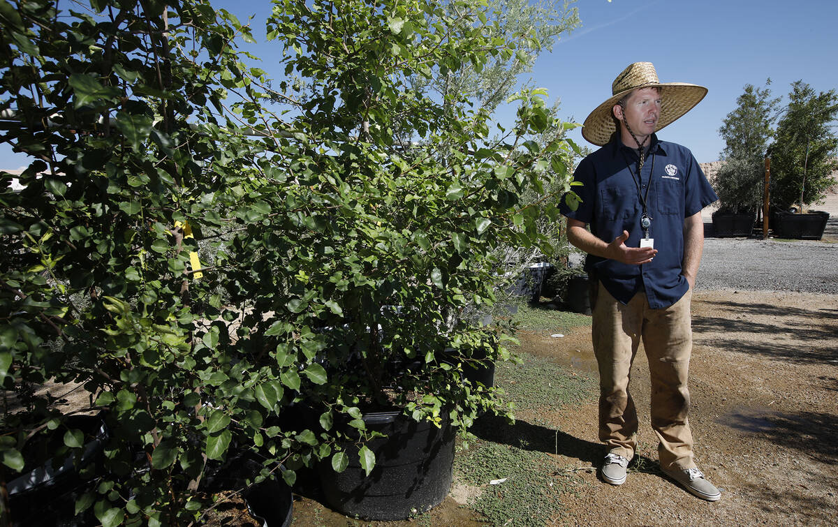 Bradley Daseler, urban forester from the City of Las Vegas, speaks to the Review-Journal as sta ...