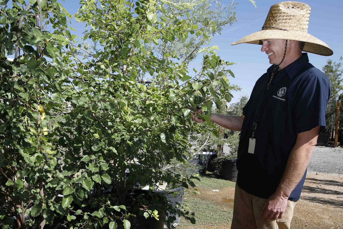 Bradley Daseler, urban forester for the City of Las Vegas, stands by two ornamental pear seedli ...