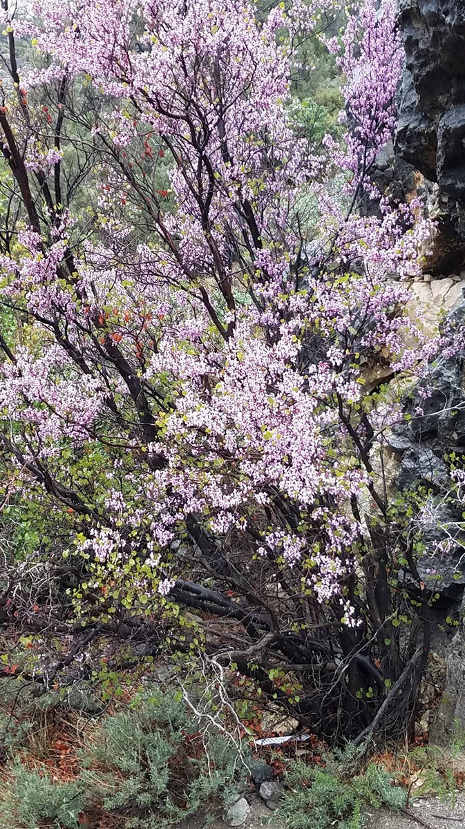 A redbud tree flowering in the spring. (Bob Morris)