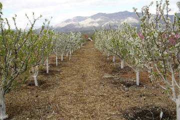 Almond trees in bloom. I do not believe that honeybees will visit white flowers once they start ...