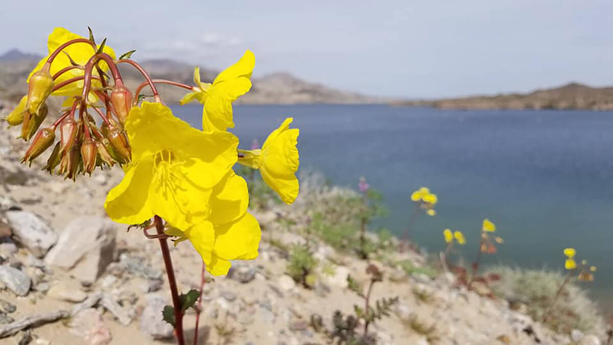 Golden evening primrose, also known as golden suncups, blooming during a previous spring with L ...