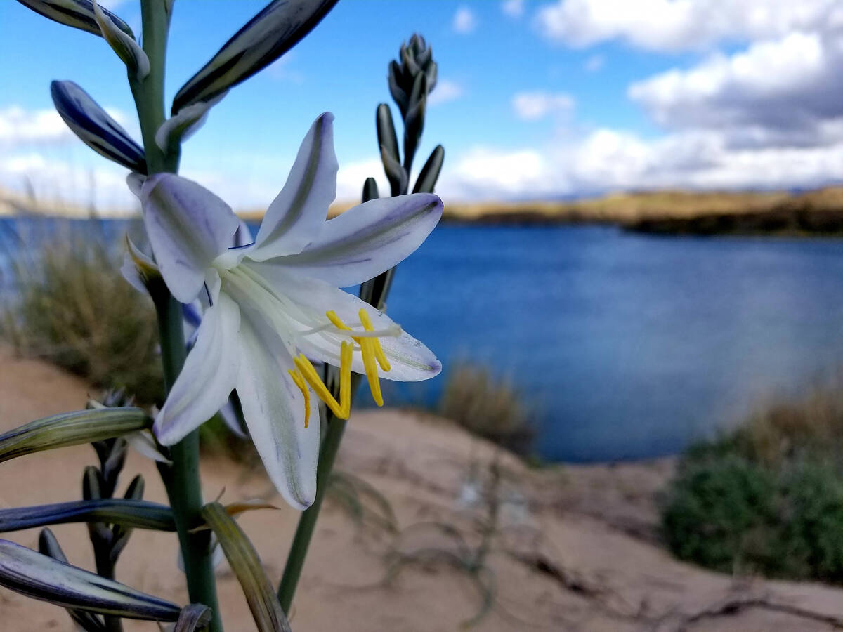 A single desert ajo lily blossom with Lake Mohave in the background during a previous spring. ( ...